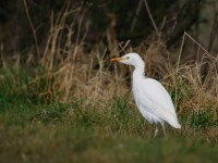 Cattle Egret _J4X7127 copy