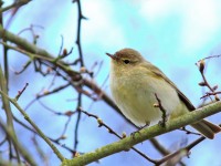 Chiffchaff _M2A5173