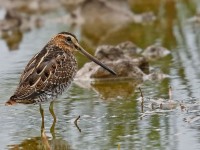 Snipe _J4X9475
