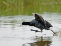 Coot _J4X0006