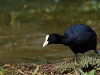 Coot _J4X8775