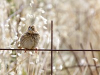 Corn Bunting _M2A0534