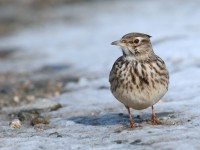 Crested Lark _J4X2999