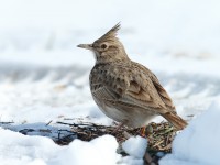 Crested Lark _J4X3064