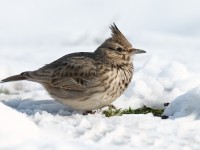 Crested Lark _J4X3090