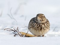 Crested Lark _J4X3140