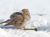 Crested Lark _J4X3172 copy