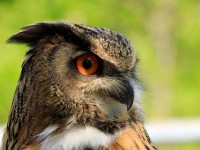 Eagle Owl _M2A6551