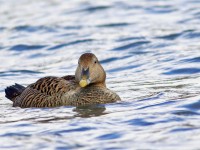 Eider Duck female _M2A5318