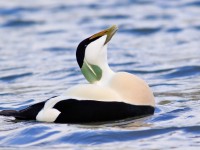 Eider _M2A5342