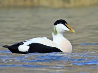 Eider _M2A5419