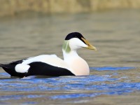 Eider _M2A5424 copy