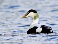 Eider _M2A5465