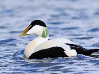 Eider _M2A5534