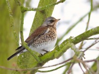 Fieldfare _M2A3864 copy