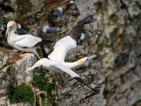 Gannet _M2A1175
