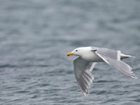 Glaucous-winged Gull _J4X2081