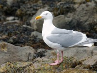 Glaucous-winged Gull _J4X2319 copy
