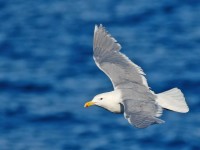 Glaucous-winged Gull _M2A2780
