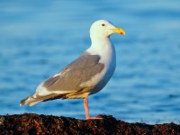 Glaucous-winged Gull _M2A2947