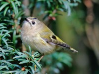 Goldcrest _J4X4392