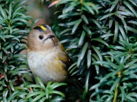 Goldcrest _J4X4407 copy