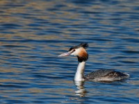 Great Crested Grebe _J4X7361