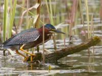 Green Heron _J4X9115