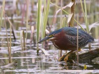 Green Heron _J4X9138 copy