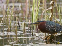 Green Heron _J4X9172 copy