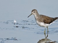 Green Sandpiper _J4X8204