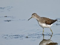 Green Sandpiper _J4X8208