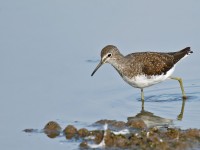 Green Sandpiper _J4X8213