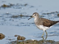 Green Sandpiper _J4X8219