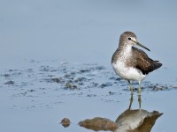Green Sandpiper _J4X8226 copy