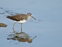 Green Sandpiper _J4X8238