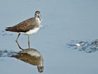 Green Sandpiper _J4X8249