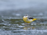 Grey Wagtail _J4X4219