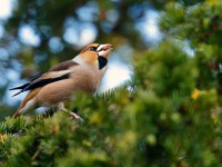 Hawfinch _J4X4047 copy