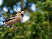 Hawfinch _J4X4049