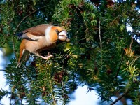 Hawfinch _J4X4108