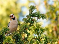 Hawfinch _J4X4153
