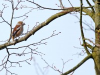Hawfinch _J4X4439 copy