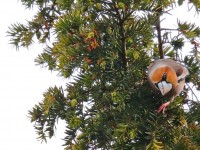 Hawfinch _J4X4456