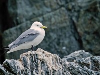 Kittiwake _J4X5139