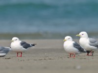 Kittiwakes _J4X2283 copy