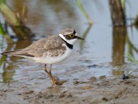 LRP _J4X7555