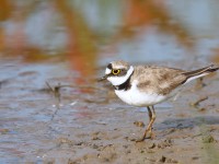 LRP _J4X7586
