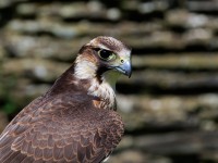 Lanner x Peregrine _M2A6601