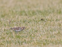 Lapland Bunting _J4X8289